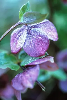Helleborus: Hellebore