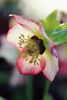 Hybridus: Hellebore