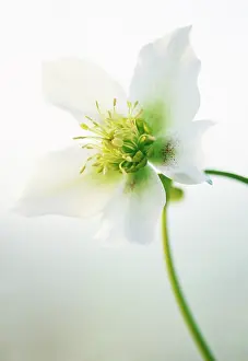 Pure: Hellebore