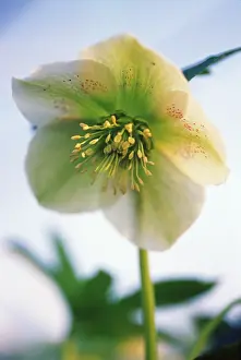 Hybridus: Hellebore