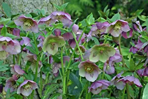 Febuary: Hellebore Blossom - in garden, Febuary
