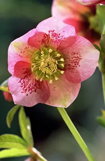 Hellebores: HELLEBORE - Christmas Rose, blossom, niger sp