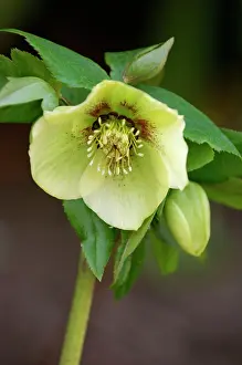 Hellebores: Hellebore - a garden hybrid - a hardy semi- evergreen