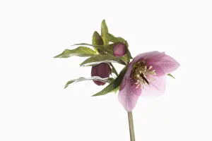 Helleborus: Hellebore, Helleborus cultivar, Pink subject, White