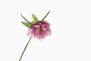 Helleborus: Hellebore, Helleborus cultivar, Pink subject, White