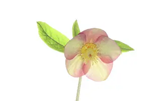 Peach: Hellebore, Helleborus cultivar, Peach subject, White