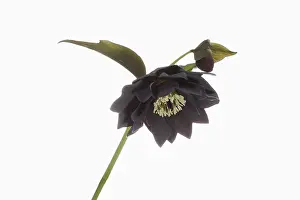 020617: Hellebore, Helleborus cultivar, Black subject, White