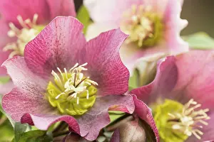 Helleborus: Hellebore, Helleborus cultivar, Mauve subject