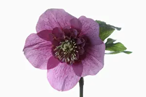 Helleborus: Hellebore, Helleborus cultivar, Purple subject