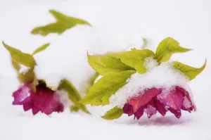 Helleborus: Hellebore, Helleborus Ellen red, Two flowers on a plant, b
