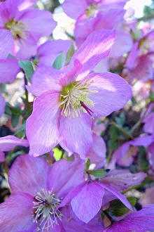 Helleborus: Hellebore, Helleborus, Detail of mauve coloured flowers grow