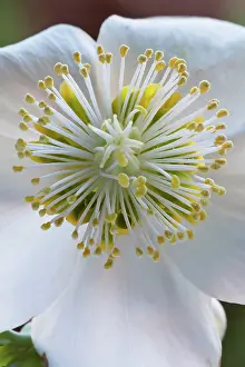 Niger: Hellebore, Helleborus niger, Close front view of