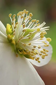 Niger: Hellebore, Helleborus niger, Close side view of