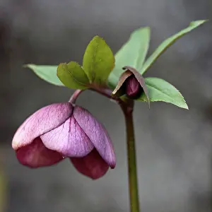 Unfolding: Hellebore, Helleborus orientalis hybrid. Side view