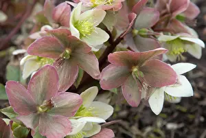Helleborus: Hellebore, Helleborus x ericsmithii, Cluster of