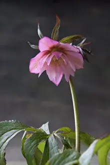 Hybridus: Hellebore, Helleborus x hybridus Ashwood Garden