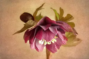 Crazy: Hellebore, Helleborus x hybridus Double Ellen Red, against