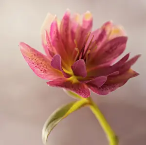 Hybridus: Hellebore, Helleborus x hybridus Double Ellen Red, backlit