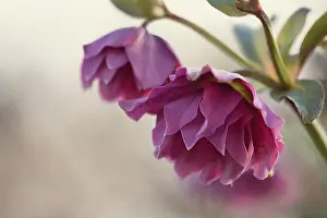 Hybridus: Hellebore, Helleborus x hybridus Double Ellen Red