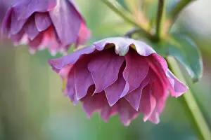 Hybridus: Hellebore, Helleborus x hybridus Double Ellen Red