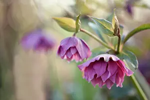 Hybridus: Hellebore, Helleborus x hybridus Double Ellen Red