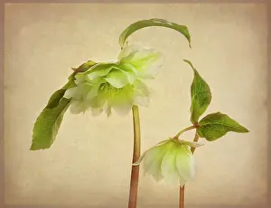 Hybridus: Hellebore, Helleborus x hybridus Double Ellen White