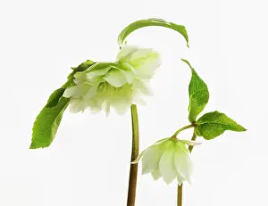 Hybridus: Hellebore, Helleborus x hybridus Double Ellen White
