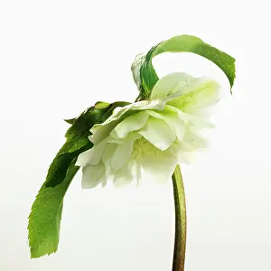 Hybridus: Hellebore, Helleborus x hybridus Double Ellen White