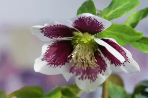 Hybridus: Hellebore, Helleborus x hybridus Harvington white
