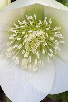 Hybridus: Hellebore, Hillier hybrids Clear White, Helleborus