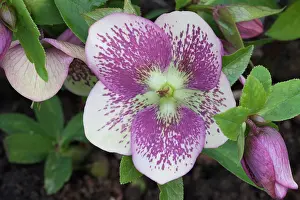 Hybridus: Hellebore Hillier hybrids, Helleborus hybridus