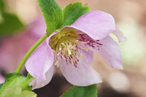 Hybridus: Hellebore, Hillier hybrids Pink Spotted, Helleborus
