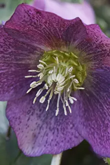 Helleborus: Hellebore Snowdonia series, Helleborus orientalis