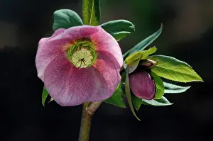 Hellebores: Helleborus orientalis - a garden hybrid - a hardy