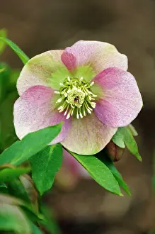 Variant: Helleborus orientalis Red x Pink - a hybrid