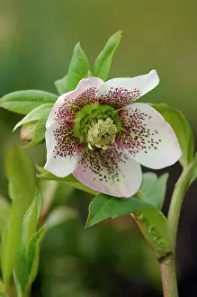 Hellebores: Helleborus orientalis - White Spotted - garden hybrid