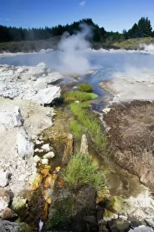 Zeland: Hell's Gate / Tikitere geothermal reserve - Green