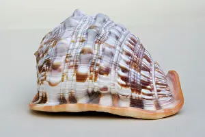 Helmet: Helmet shell - closeup of dorsal view of large Helmet shell