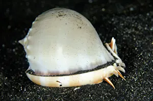 Crawl: Helmet Shell - crawling on black sand on night dive