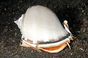Helmet: Helmet Shell - during night dive