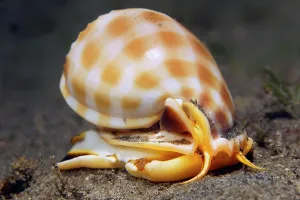 Slug: Helmet snail, bonnet snails (Cassidae) (Casmaria)