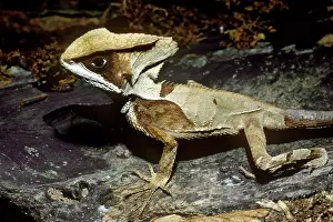 Helmeted: Helmeted Basilisk