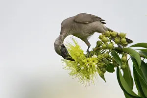 Helmeted: Helmeted Friarbird