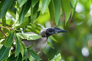 Helmeted: Helmeted Friarbird