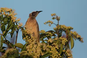 31517: Helmeted Friarbird Perched on the top of a flowering eu