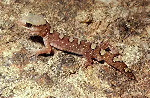 Helmeted: Helmeted gecko