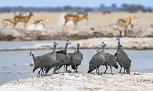 Spots: Helmeted guinea fowl (Numida meleagris)