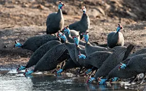 Malilangwe: Helmeted Guinea Fowls drinking from water hole