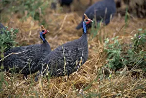 Helmeted: Helmeted GUINEAFOWL