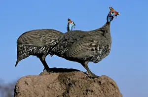 Helmeted: Helmeted Guineafowl